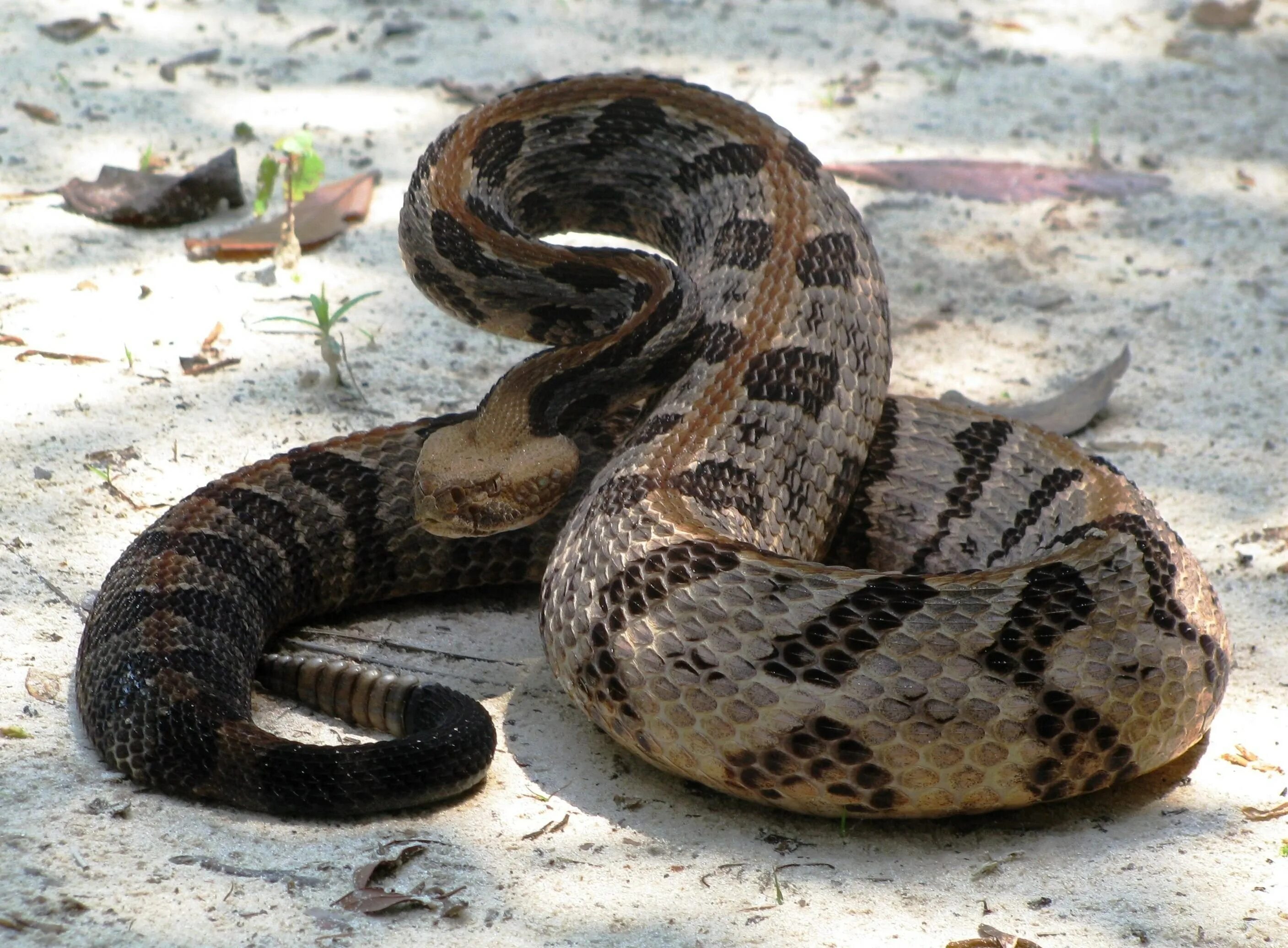 Thick snake. Габонская Кобра. Щитомордник змея. Гадюка Бушмейстер. Медноголовый щитомордник.