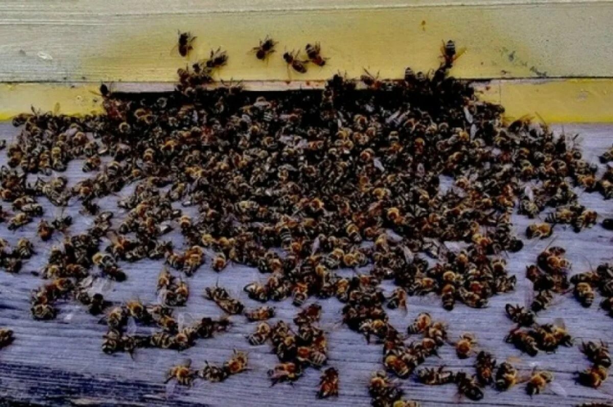 Отравление пчел пестицидами. Массовая гибель пчел. Гибель пчел от пестицидов. Потрава пчел. Массово гибнут
