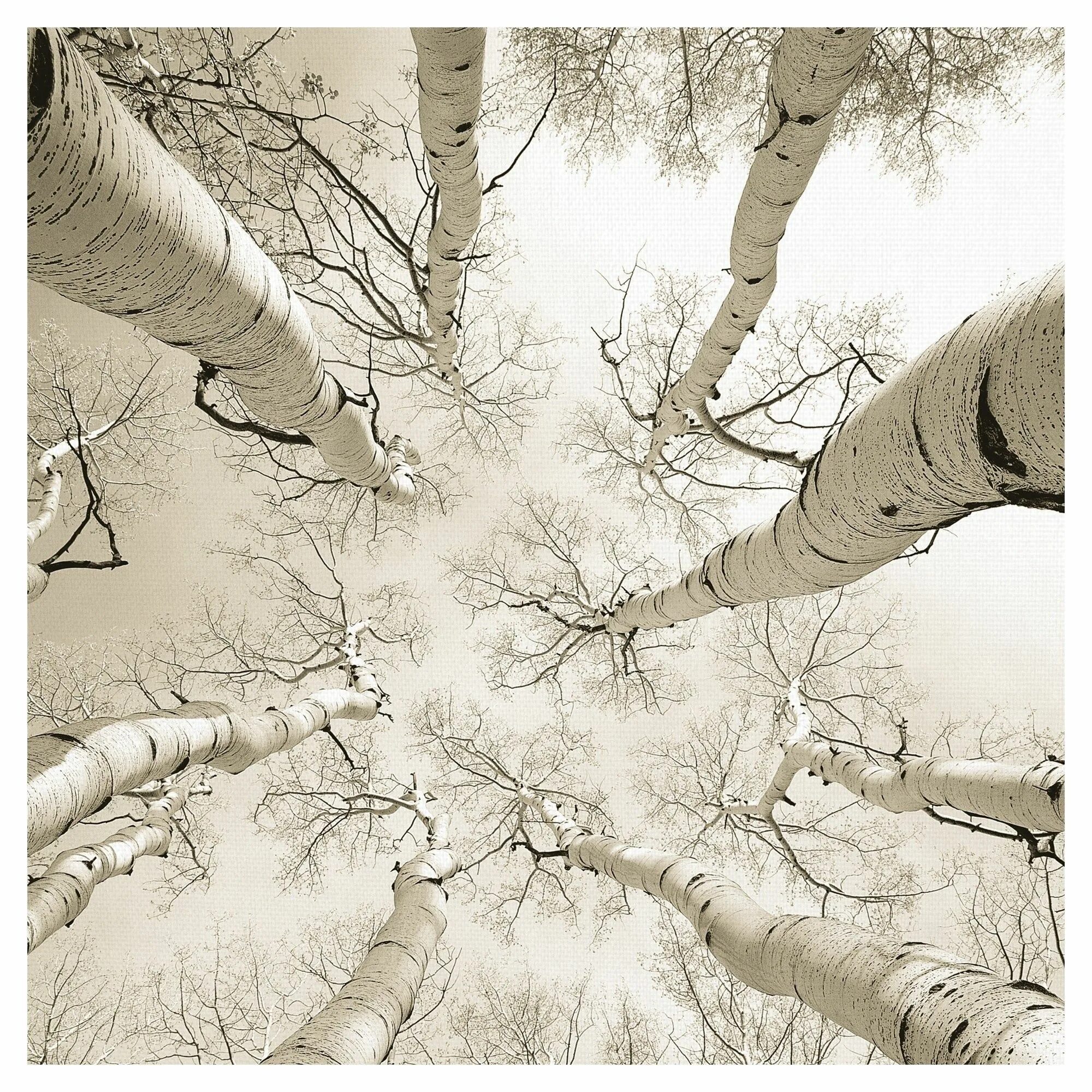 Look at this tree