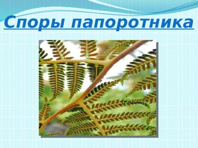 Отдел папоротникообразные. Отличие ели от сосны. Особенности строения голосеменных. Покрытосеменные цветковые растения и голосеменные. Ароморфозы покрытосеменных растений таблица.