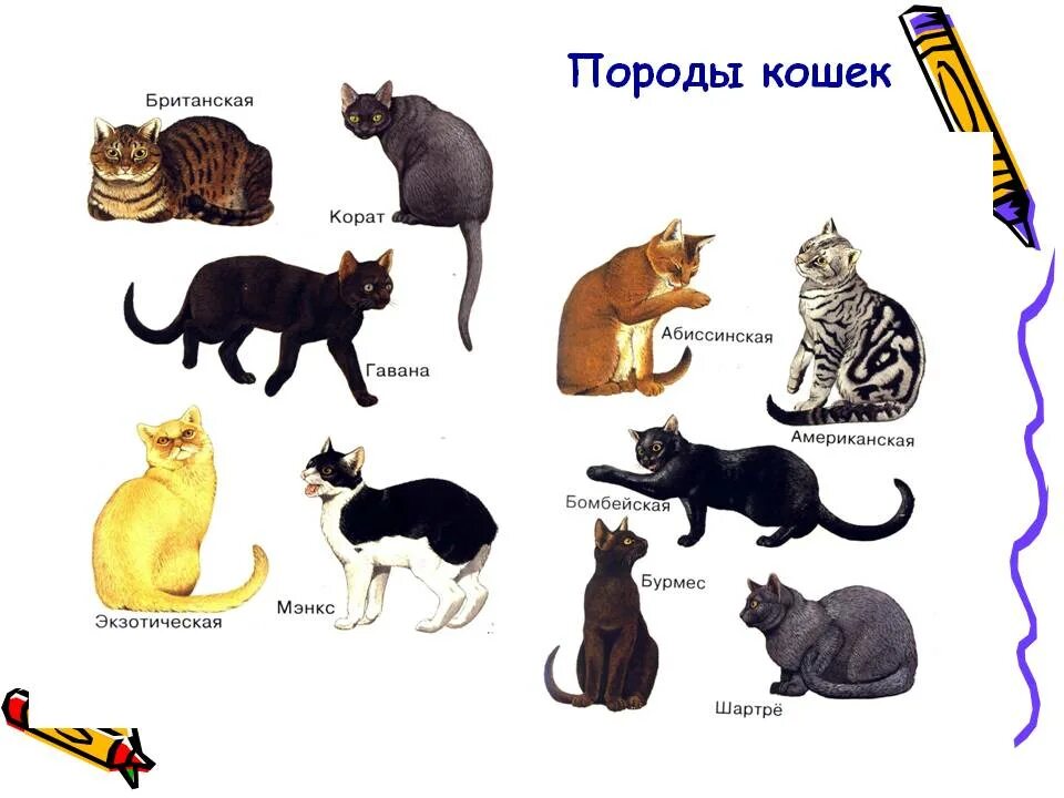 Найти породу кошки. Рисунок кошка разные породы. Породы кошек рисунки. Породы кошек с названиями. Разнообразие пород кошек.