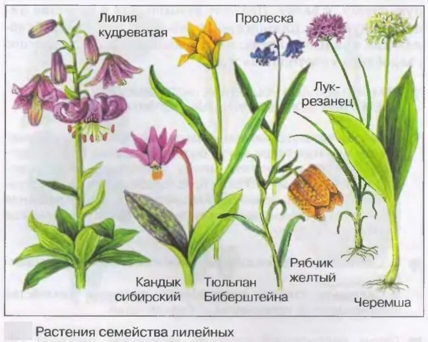 Каково значение растений лилейных в жизни человека. Семейство Лилейные представители дикорастущие. Дикорастущие растения семейства лилейных. Дикие Лилейные растения. Семейство Лилейные листья.