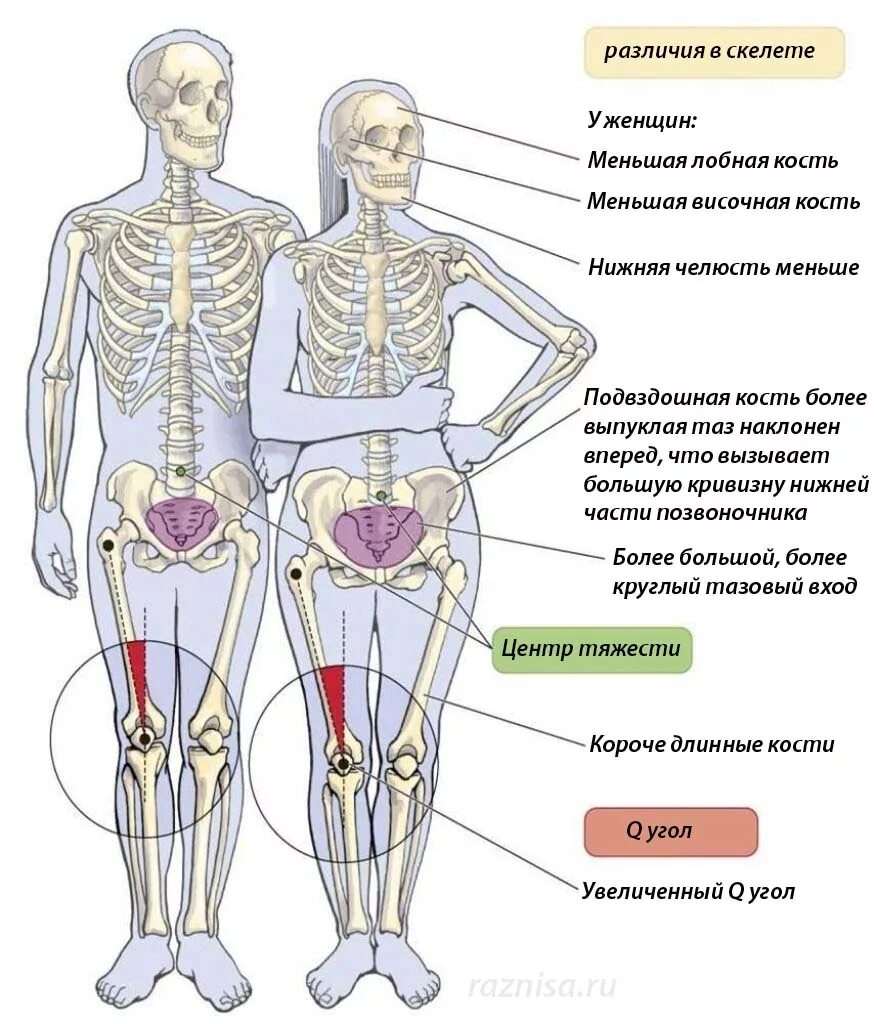 Чем отличается скелет мужчины от женского. Строение мужского и женского скелета различия. Строение скелета человека мужчины и женщины отличия. Отличие скелета мужчины от скелета женщины. Мужской и женский скелет
