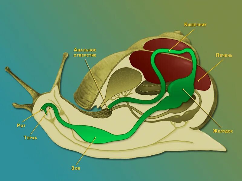 Печень у малого прудовика. Пищеварительная система улитки ахатины. Пищеварительная система малого прудовика. Пищеварительная система прудовика обыкновенного. Пищеварительная система брюхоногих моллюсков.