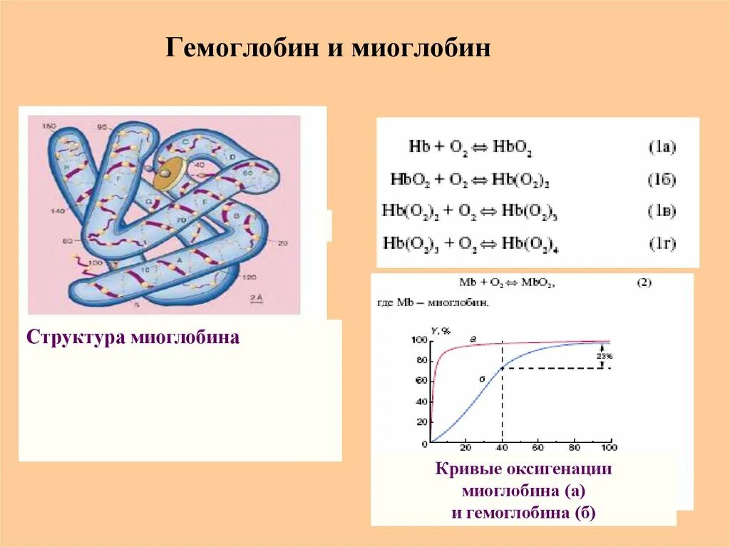 Какова функция миоглобина. Структура миоглобина и гемоглобина биохимия. Химическая структура миоглобина. Миоглобин строение структура. 2) Строение гемоглобина и миоглобина.