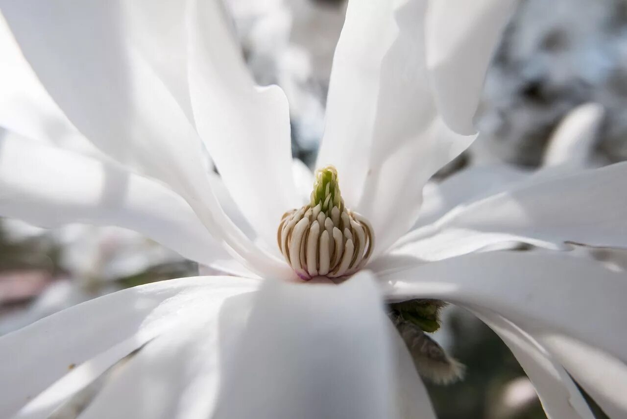 White spring. Магнолия белая. Магнолия белая цветок. Цвет Магнолия Вайт. Белые цветы макрос.