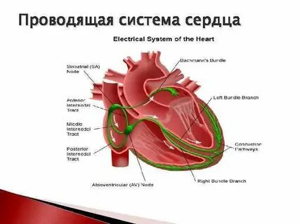 Основная функция проводящей системы