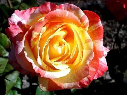 Marvels rose
