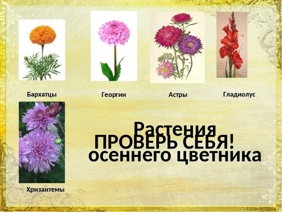 Определите название класса растений