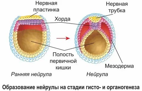 Дифференцировка тканей зародыша