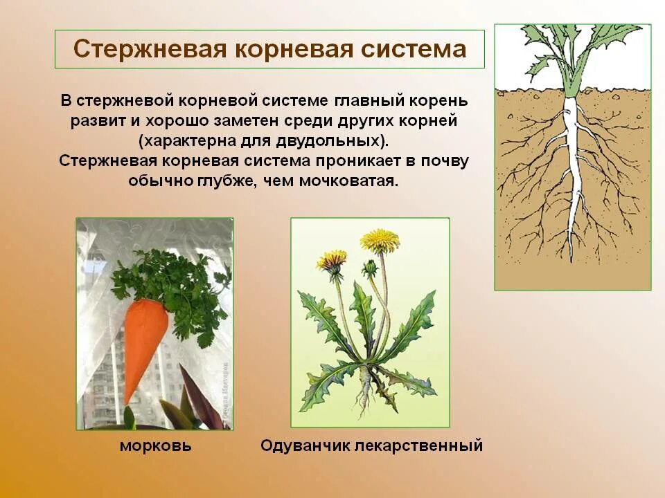 Образ корне. Стержневая мочковая система корны. Растения с мочковатой и стержневой корневой системой. Стержневая и мочковатая корневая система. Стержневая система корня одуванчика.