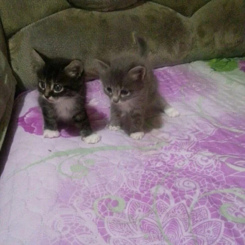 Отдам котят нея