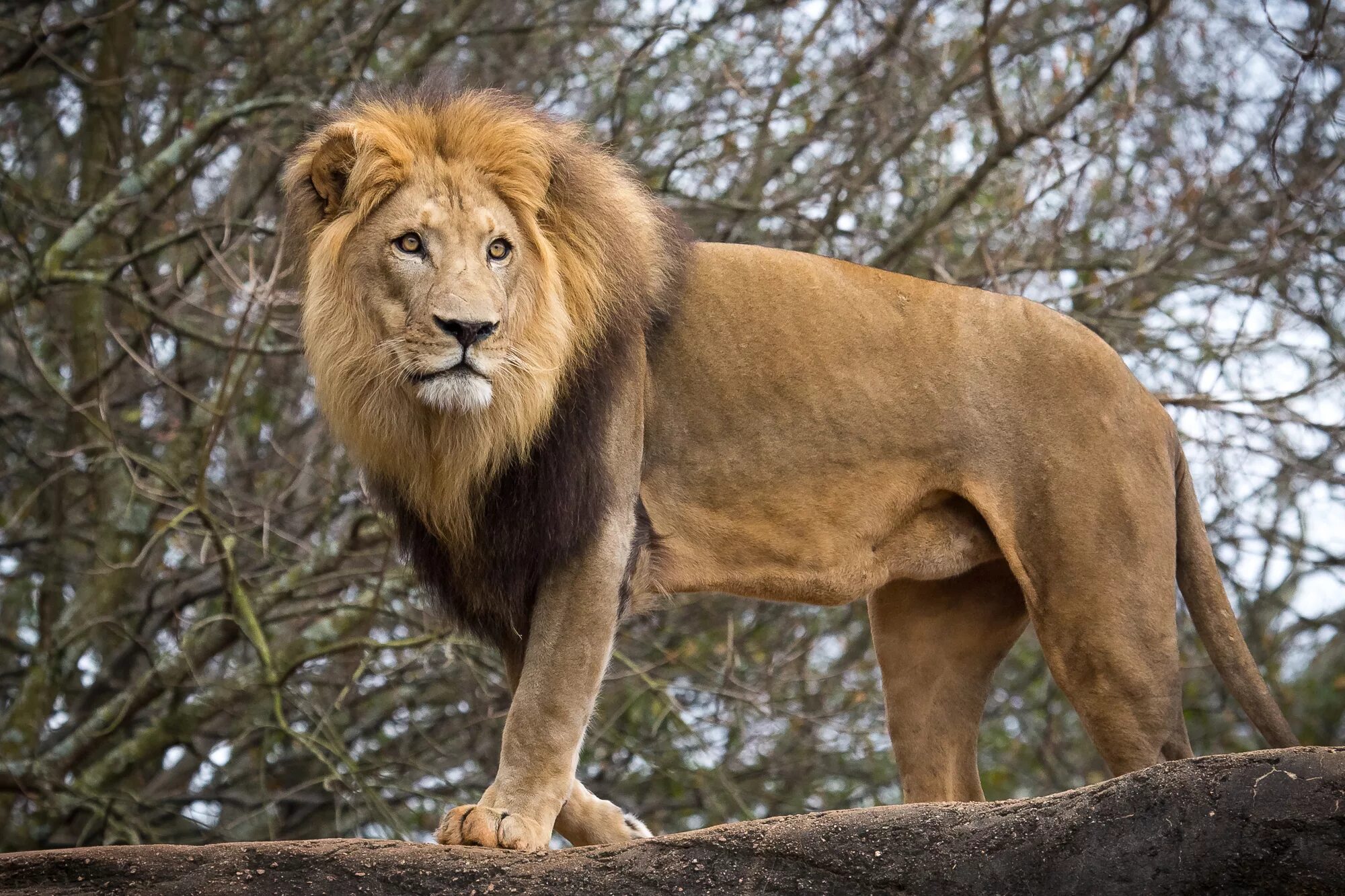 Картинки львов. Сенегальский Лев. Мосбахский Лев. Lion Сенегальский Лев. Сенегальский Лев фото.