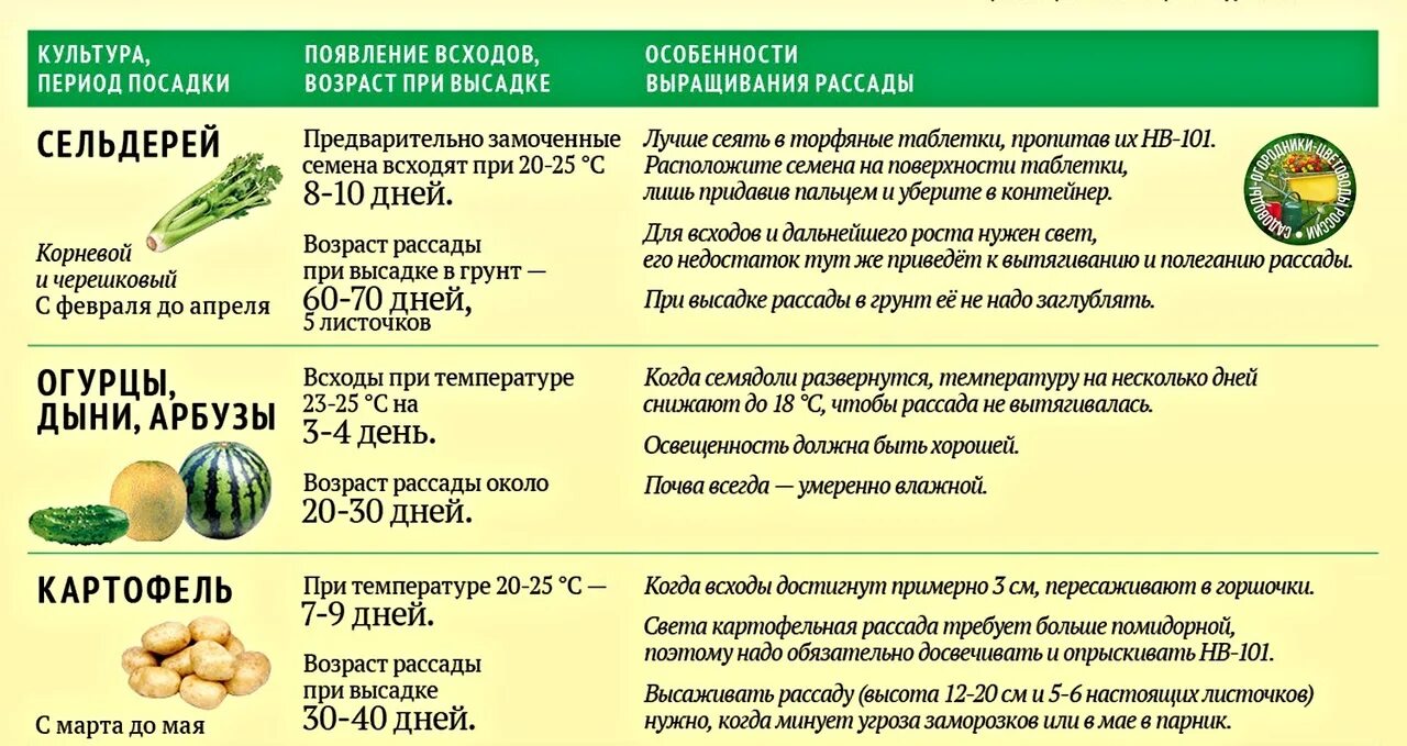 Какие семена надо сажать. Сроки посадки семян на рассаду и в открытый грунт. Таблица сроков высадки рассады овощей. Сроки посева семян на рассаду. Когда сажать семена на рассаду.