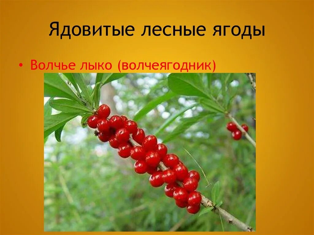Лыко прилагательное. Лесные ягоды волчье лыко. волчье лыко (волчеягодник обыкновенный). загадка про волчье лыко. волчье лыко для детей.