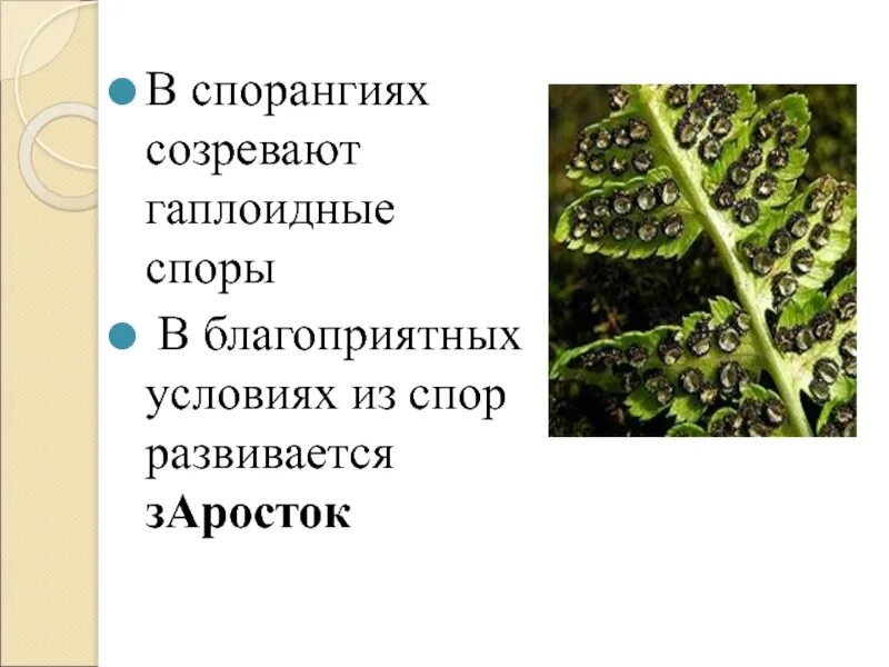 Гаплоидные споры папоротника на рисунке. Гаплоидные споры. споры созревают в спорангиях. спорангий мха. спорангий развивается из.