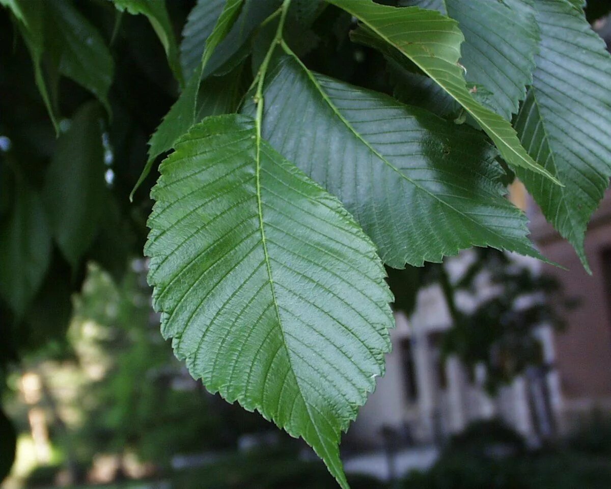 File:Ulmus pumila leaves.jpg - Wikipedia