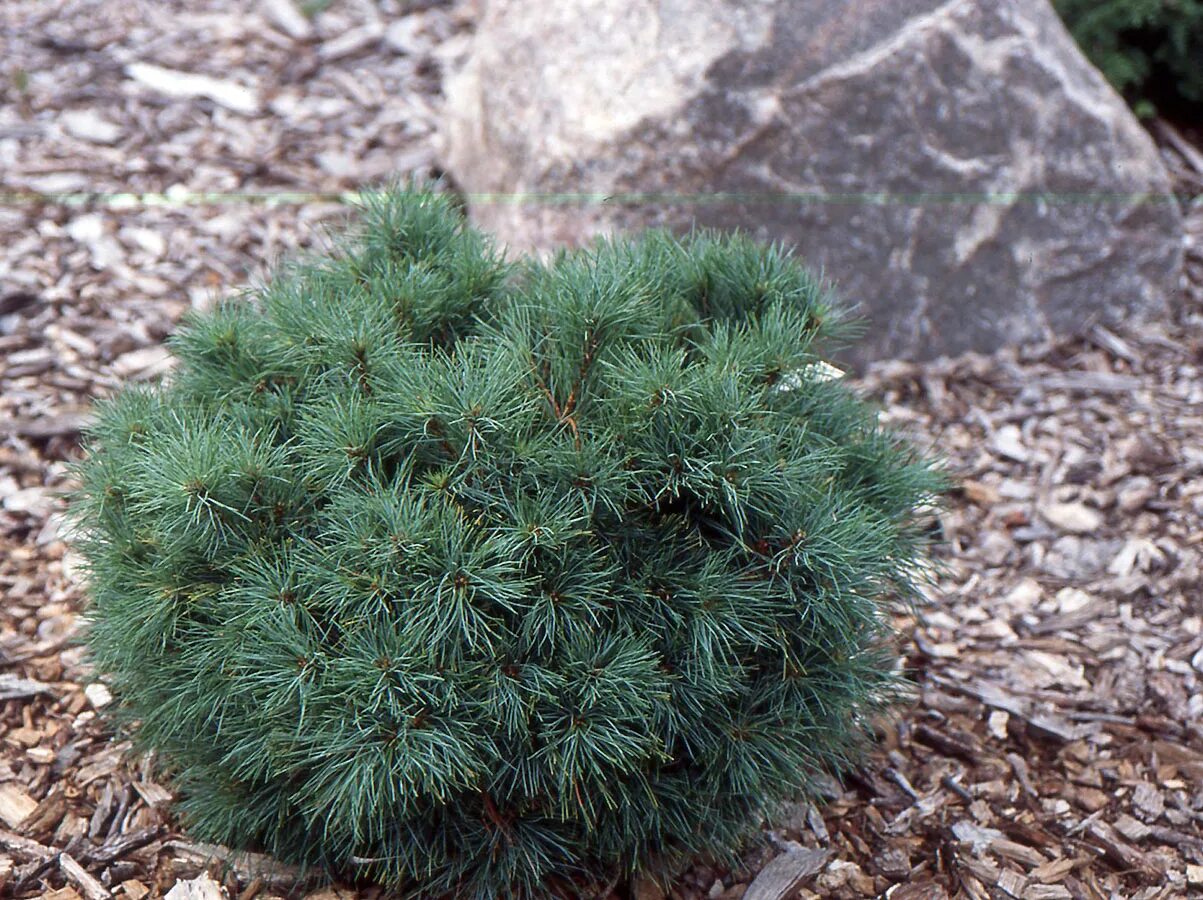 Pinus strobus. Сосна веймутова си урчин. pinus strobus sea urchin. pinus (сосна) strobus sea urchin. сосна веймутова грин твист.