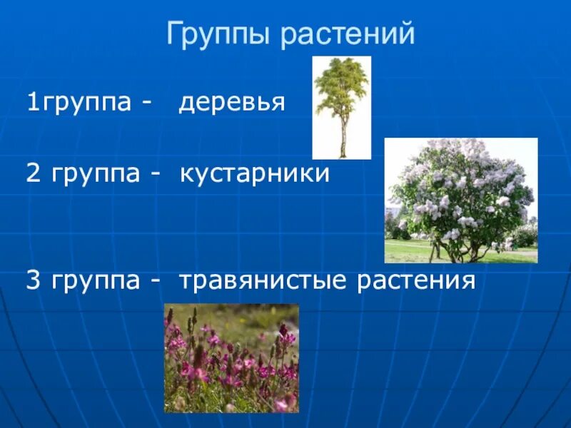 Растения первый класс. Группы растений. Растения группы растений. Растительный мир делится на группы. Растения первой группы.