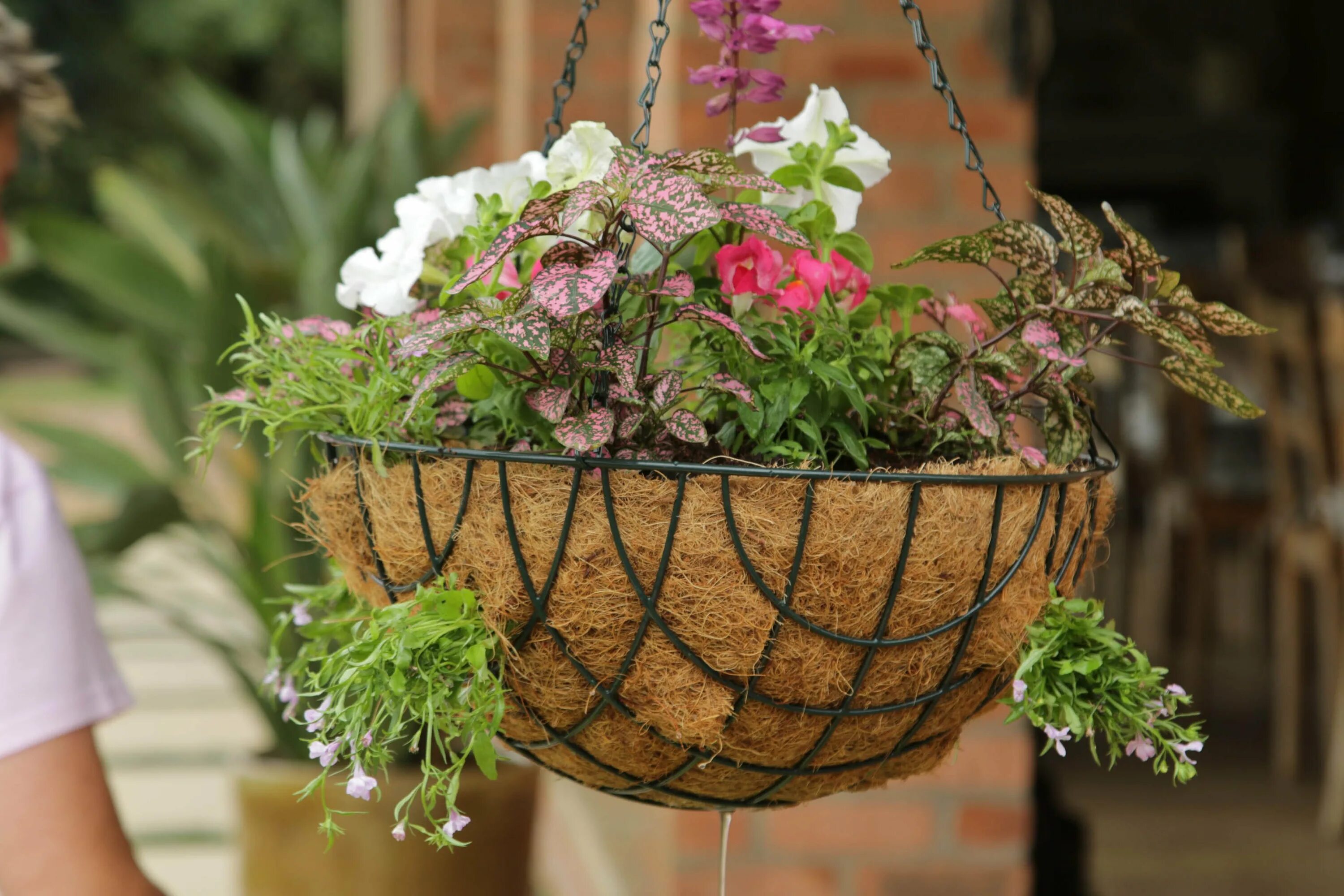 Антуриум + lechuza. Лучшие цветы кашпо. Ампельные махровые петунии в кашпо. Декоративные растения для сада. Красивые горшки для цветов.