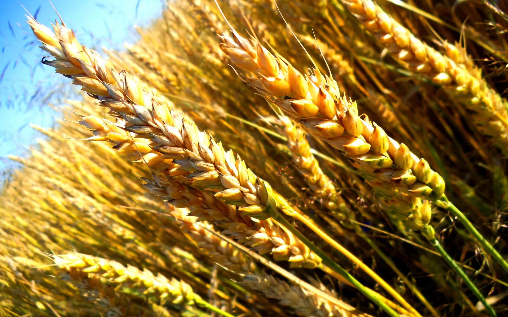 Пшеница. Злаки. Зерновые культуры. Пшеница растение.