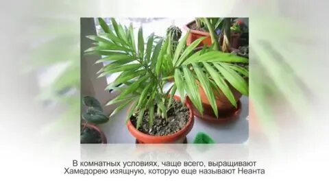 Хамедорея уход после покупки
