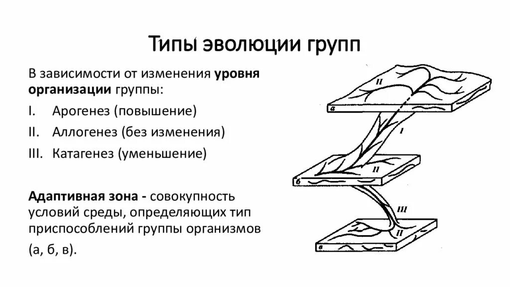 Типы направления эволюции групп. Типы эволюции групп организмов. Направления эволюции груаа. Типы формы и правила эволюции групп организмов.