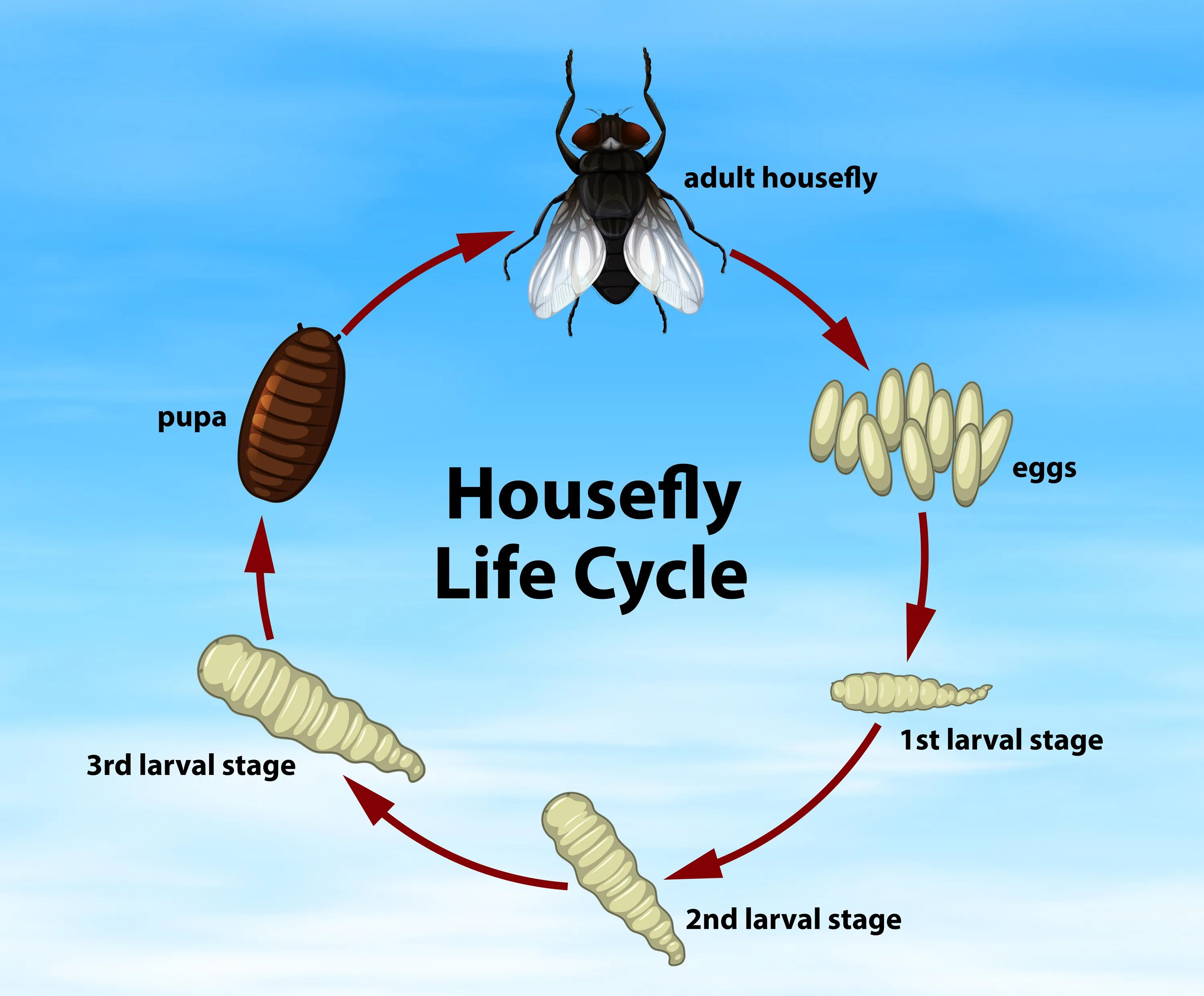 Жизненный цикл бинов. Цикл жизни мухи. жизненный цикл мухи. life cycles. комнатная муха жизненный цикл.