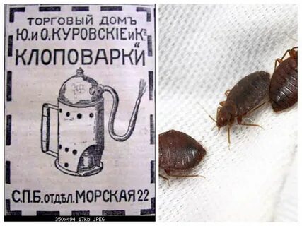 Клопы примета