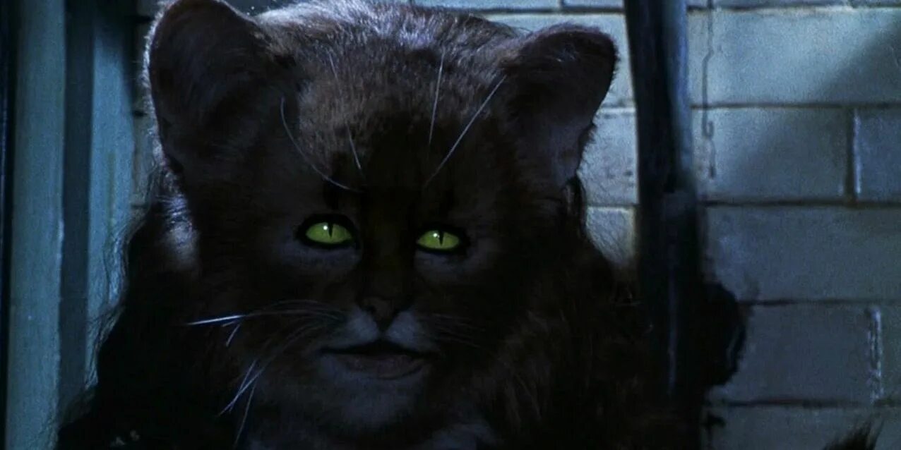 Гермиона Грейнджер Тайная комната кошка. Гермиона Грейнджер кошка. Тайны черной кошки