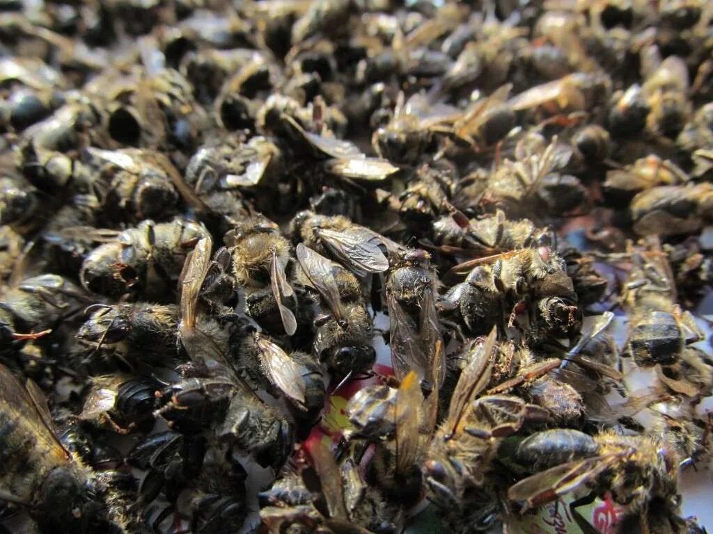 Пчеловодство пчелиный подмор. Мор пчел. Продукция пчеловодства подмор пчёл. Мор пчел. Мертвая пчела.