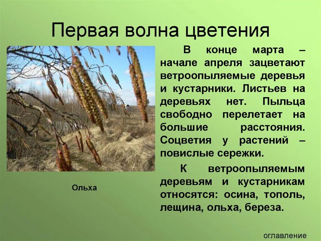 Какие приспособления у ветроопыляемых растений. Ветроопыляемые растения береза. Ветроопыляемые деревья и кустарники. Ветроопыляемые кустарники. Анемомофильные растения.