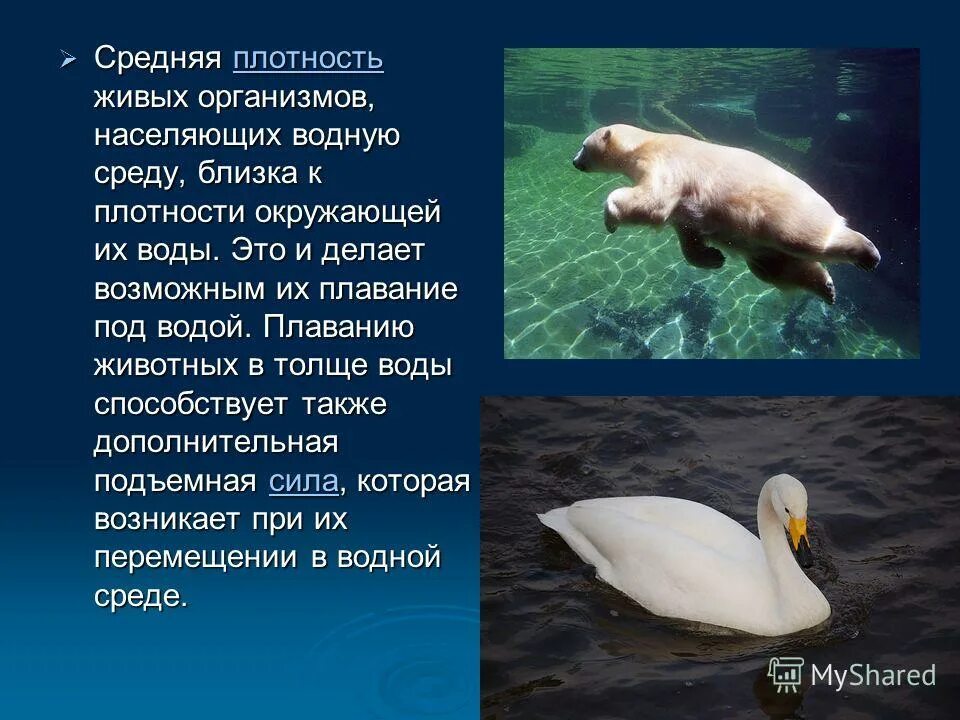 живые организмы населяющие водную. наземно водные животные. живые организмы населяющие водную. среда обитания. обитатели водной среды жизни.