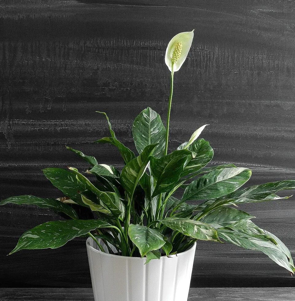 Спатифиллум отзывы. Спатифиллум ларго. Спатифиллум сильвана. Спатифиллум обильноцветущий spathiphyllum floribundum. Спатифиллум отзывы.