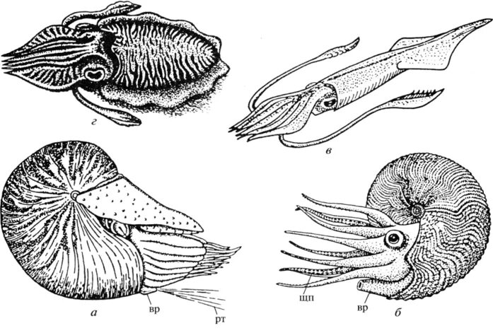 Представители класса головоногие. Внутреннее строение головоногих. Размножение головоногих. Скелет головоногих. Головоногие моллюски внешнее строение.