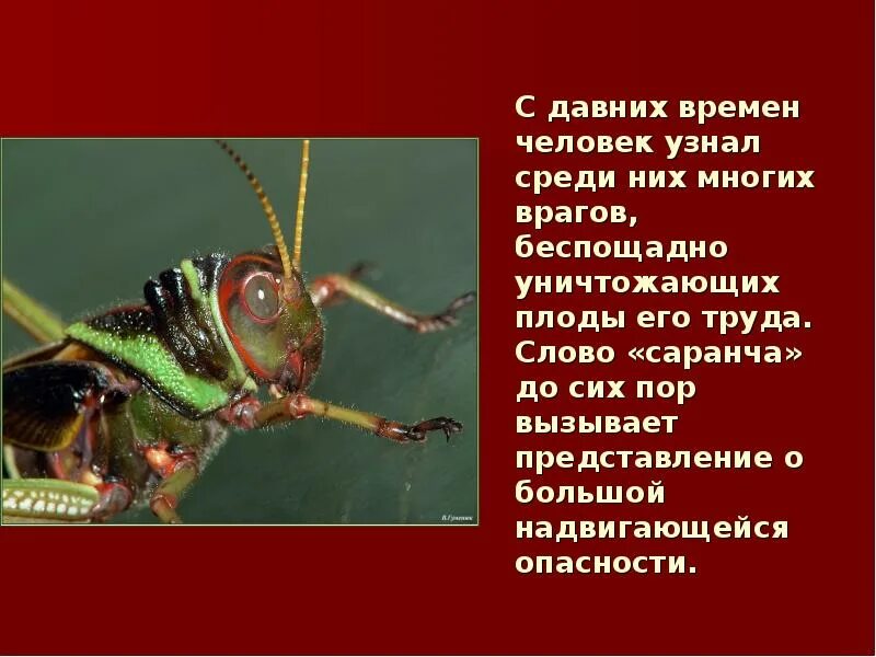 К какому отряду относится саранча. Саранча насекомое фото и описание. Азиатская перелетная саранча. Доклад про саранчу. Саранча тип питания.