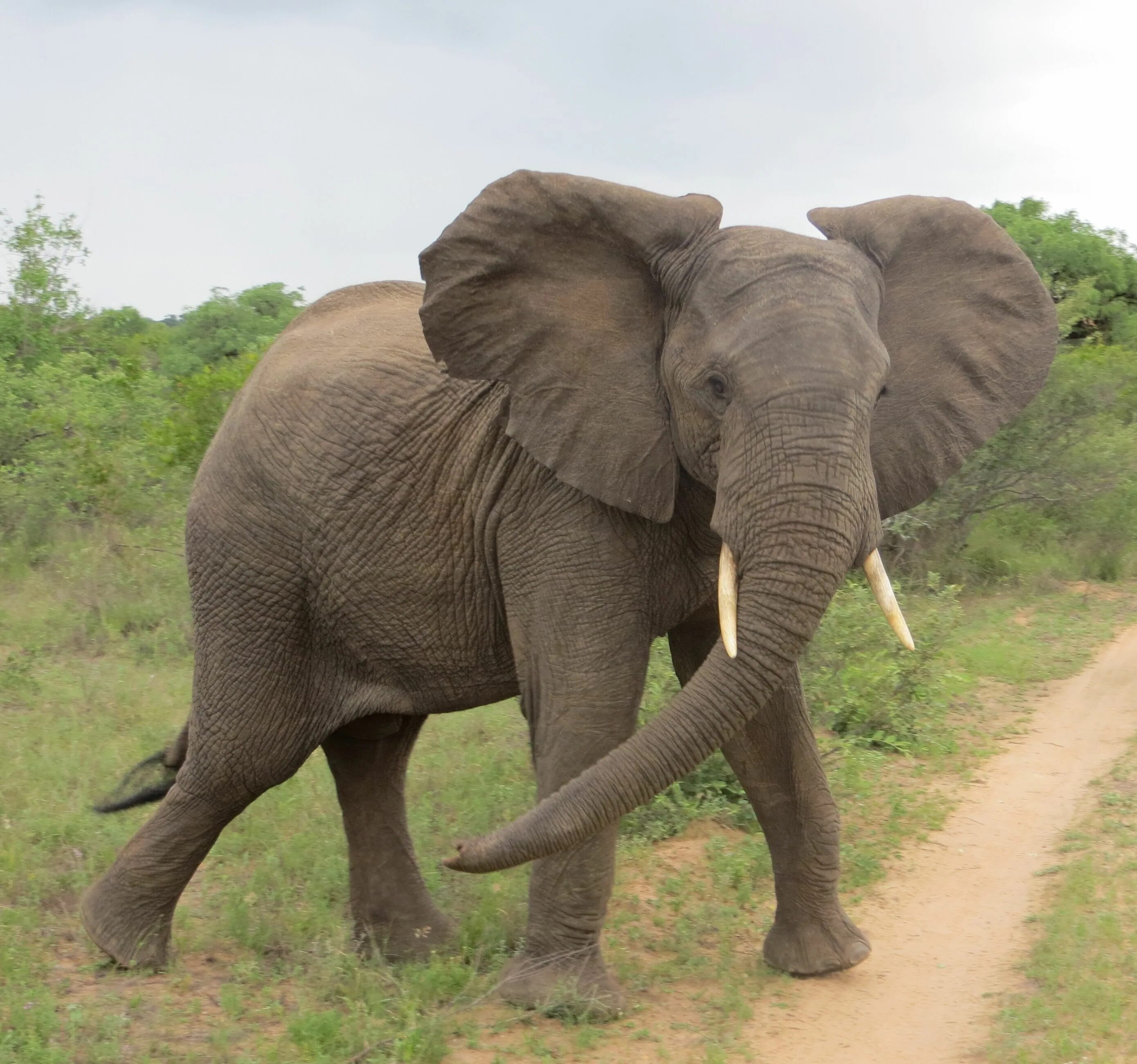 Слон elephant. Хоботные Африканский слон. Хоботные индийский слон. Азиатский индийский слон. Африканский саванный слон.