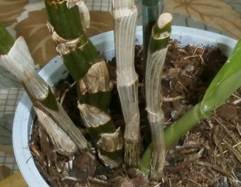 Псевдобульба Дендробиум Нобиле. Орхидея Дендробиум Нобиле размножение. Росток орхидеи Дендробиум. Орхидея Дендробиум Нобиле пересадка.