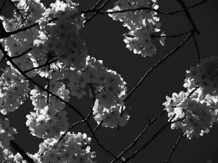 Black sakura