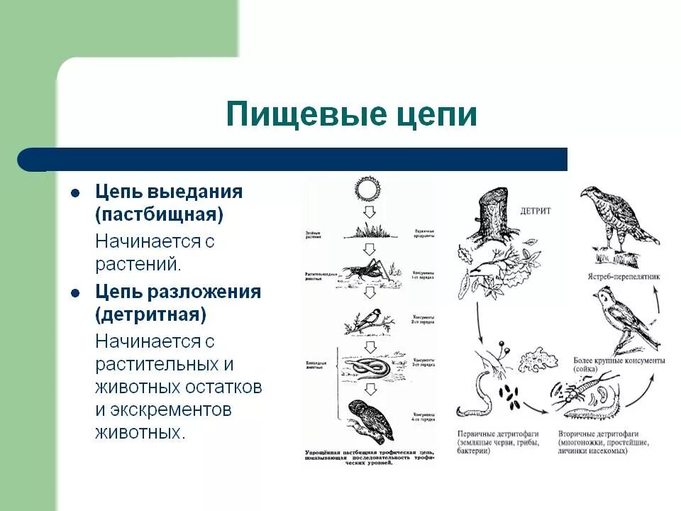 Пастбищная цепь и детритная цепь примеры. Цепи питания цепь выедания и цепь разложения. Цепь разложения детритная цепь. Типы цепей питания пастбищные детритные. Цепь выедания пастбищная.