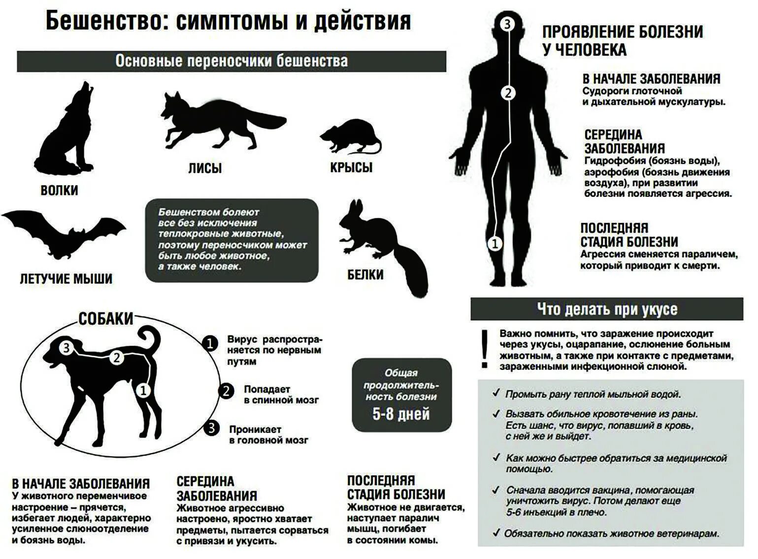 Как проявляется бешенство после укуса собаки. Проявление заболевание у животных бешенство. Инкубационный период бешенства у собак после заражения. Внешние признаки бешенства у животных. Симптомы проявления бешенства у человека.