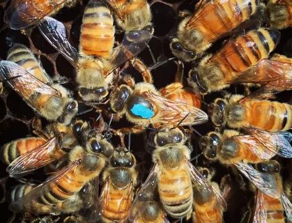 Queen bee