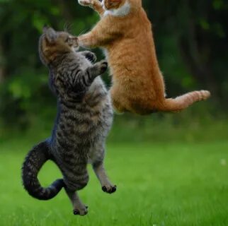 Включи 2 кота играют