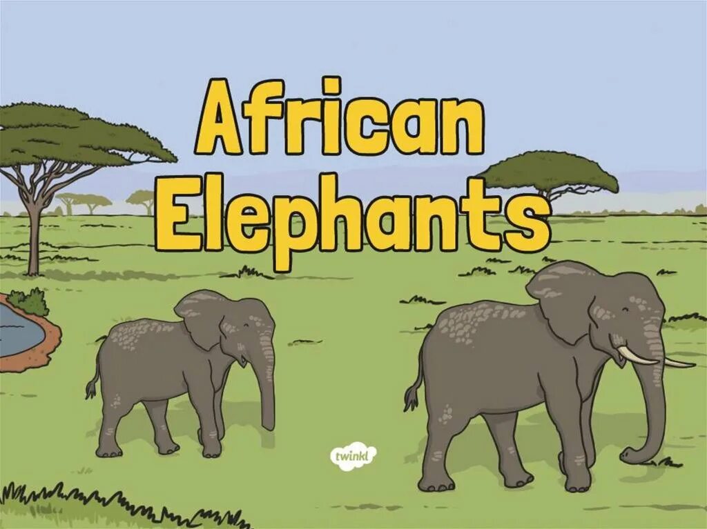 Choose the answer the elephant is. Information about elephants. elephant information. сафари комикс. elmer elephant.
