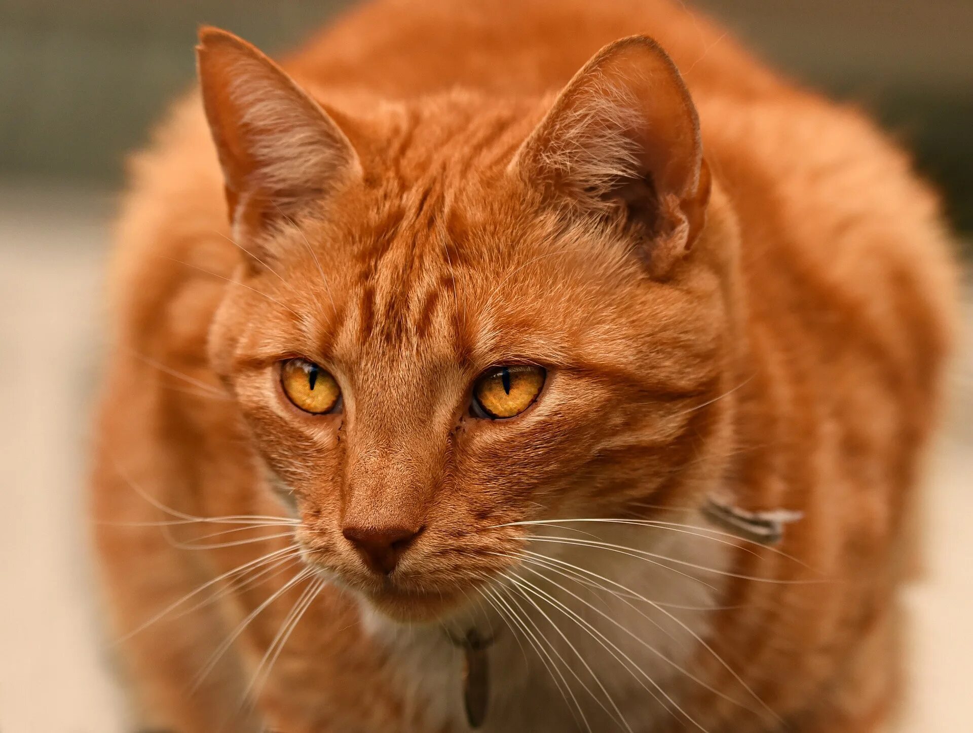 5 Motivi per cui i Gatti Rossi sono i Migliori Gatti rossi, Citazioni sui gatti,