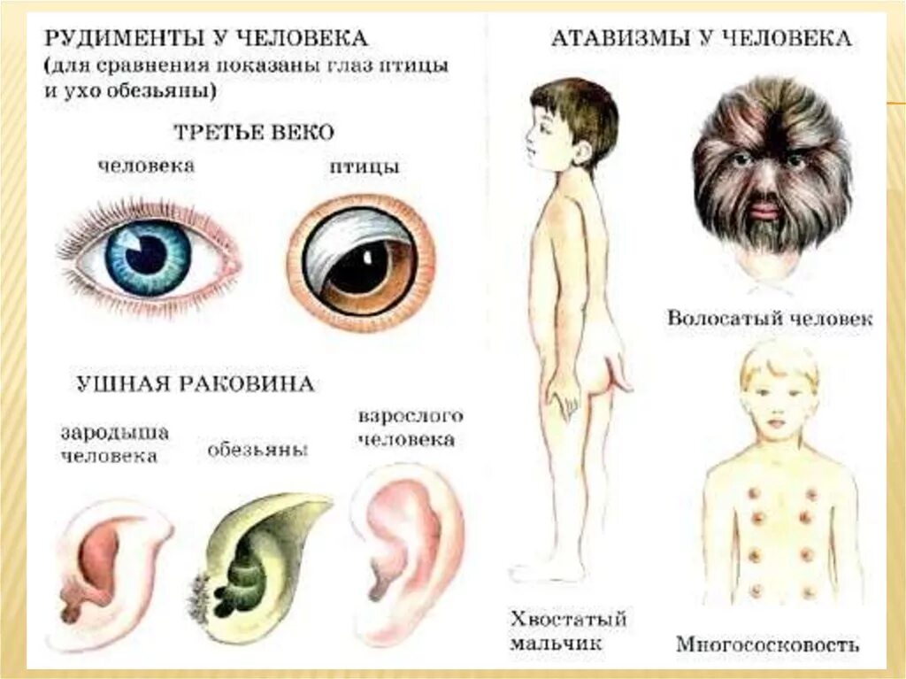 Атавизмы человека третье веко. Рудиментарный хвост у человека.