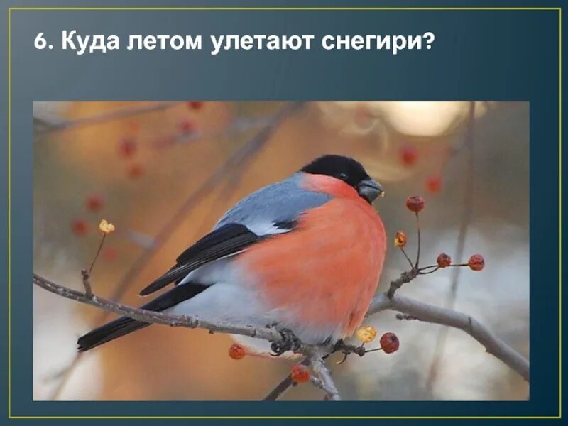 Снегири птица где летом. Снегирь летом. снегирь птица летом. снегири улетают. оседлые птицы снегирь.