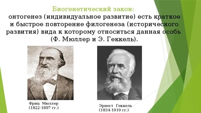 Онтогенез кратко. Термин онтогенез ввел в 1866. Теория филэмбриогенеза северцова. Эрнст генрих геккель биогенетический закон. Термин онтогенез ввел в 1866.