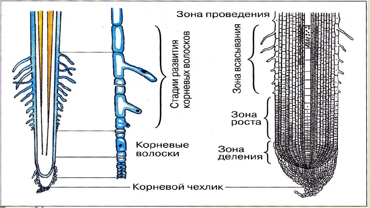 Корень 6 класс самостоятельная. Строение и зоны молодого корня. Строение корня. Зоны корня 6 класс. Схема строения корня.