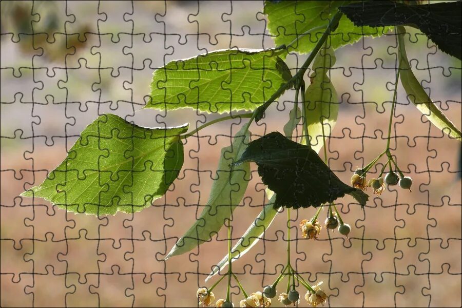 Листья и плоды липы. Листья и плоды липы. Листья и плоды липы. Листья и плоды липы. Семена липы крупнолистной.